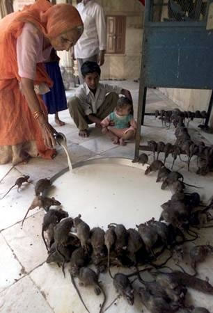 Indian Hindu woman feeding rats